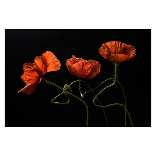 Poppies at Midnight 2.25m x 3.36m Textured Matt Peel & Stick Wall Mural East Urban Home