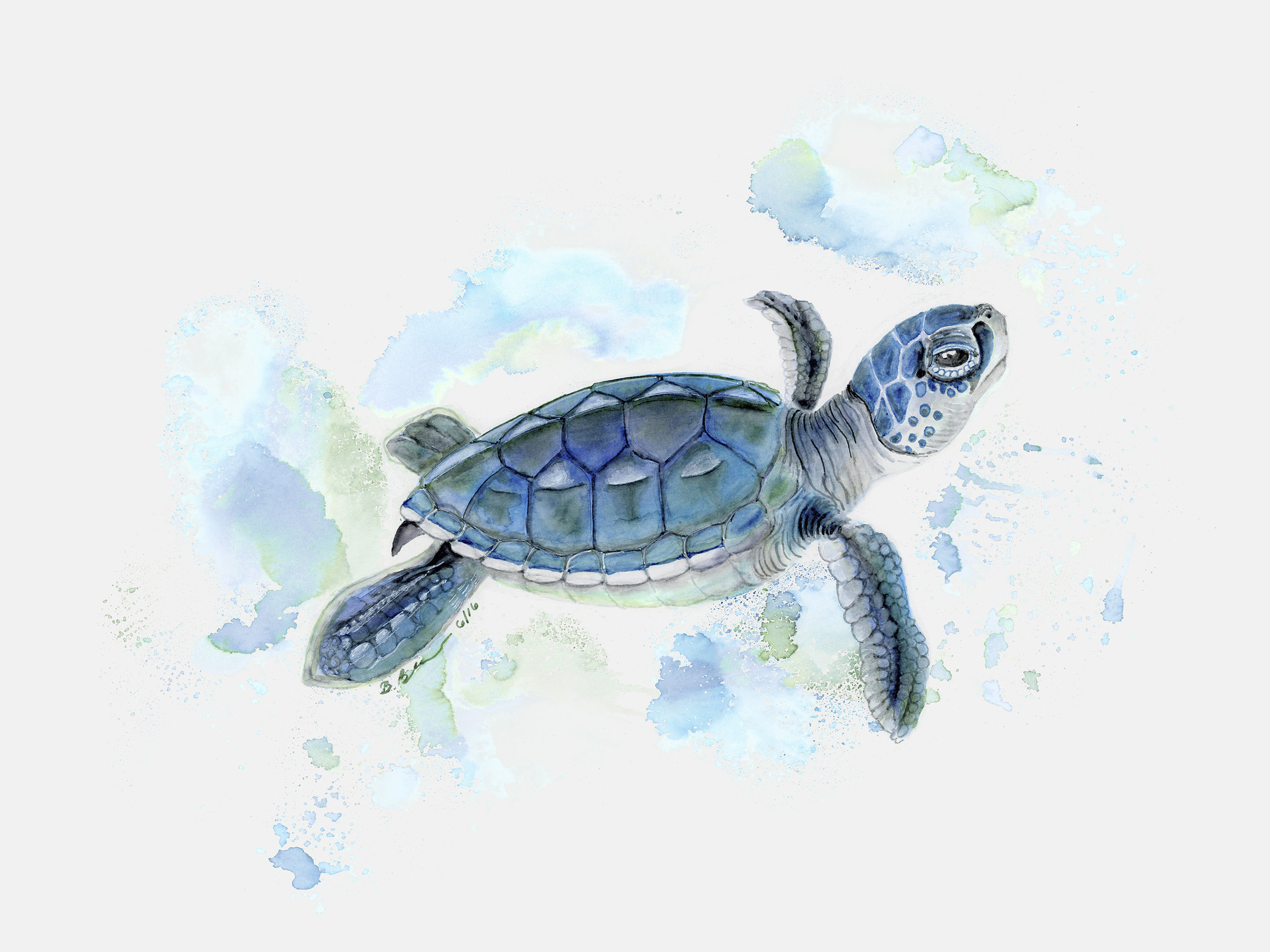 sea turtle baby stuff