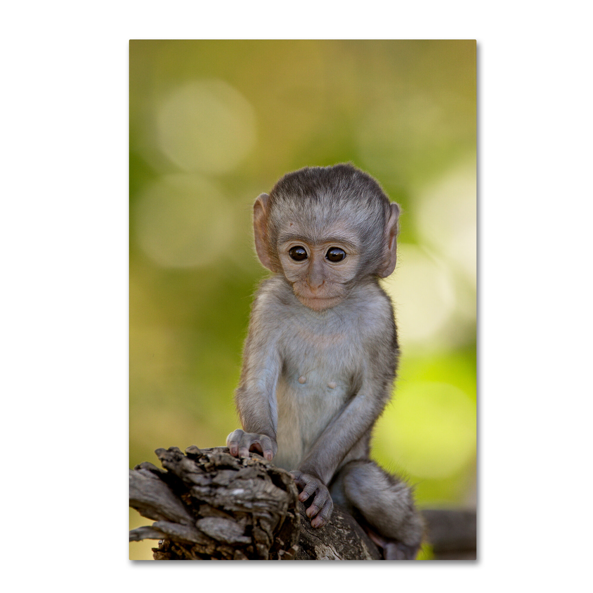 Trademark Art Robert Harding Picture Library Baby Monkey By Robert Harding Picture Library Wrapped Canvas Photograph Print Wayfair