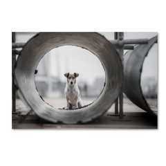Dog Rectangle Photography You Ll Love In 2021 Wayfair