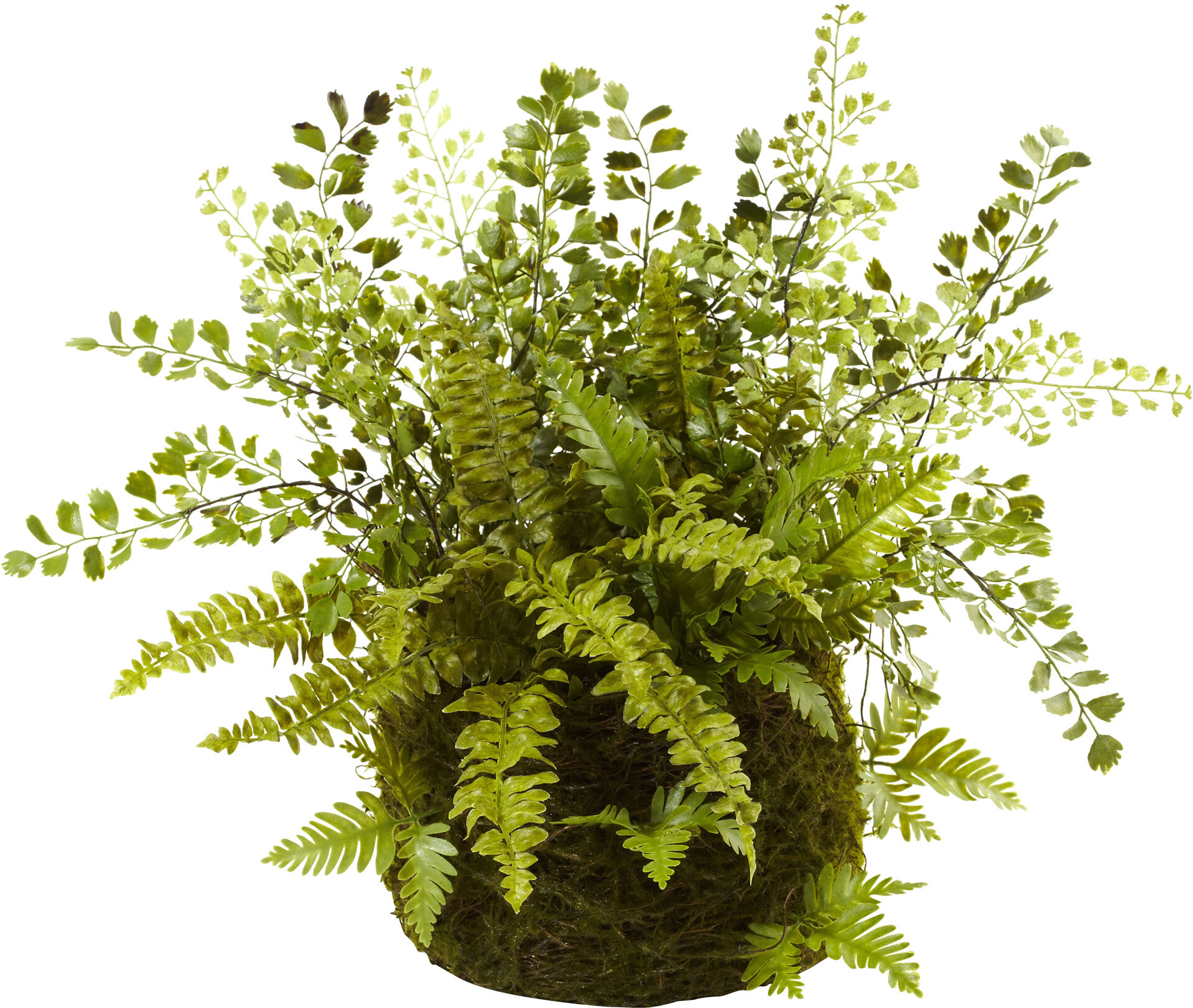 8 Mixed Fern Plant In Basket Reviews Birch Lane