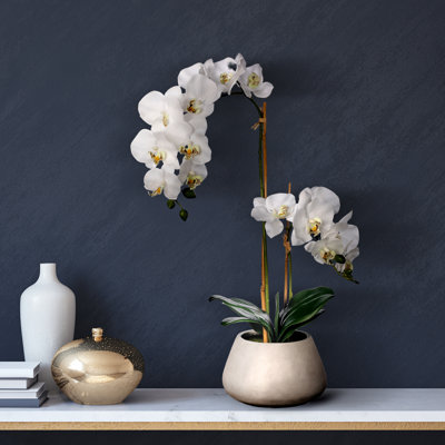 Phaleanopsis Orchid Centerpiece in Pot