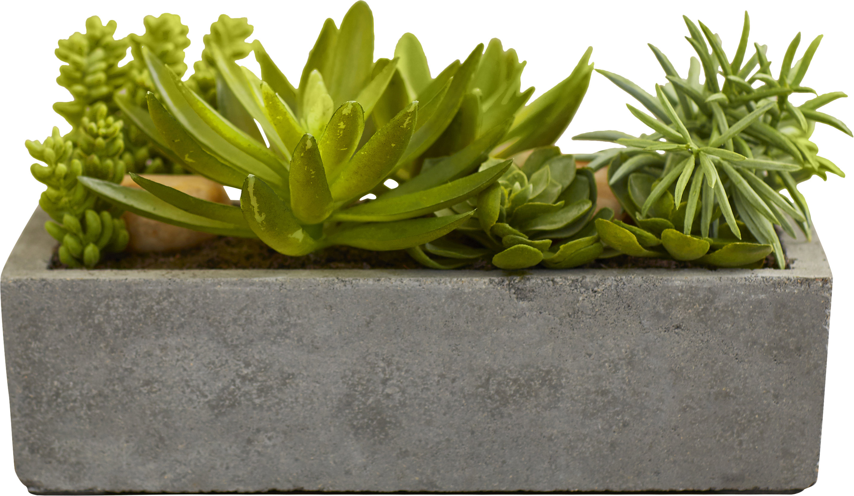 Floor Succulent Plant In Concrete Planter Reviews Allmodern