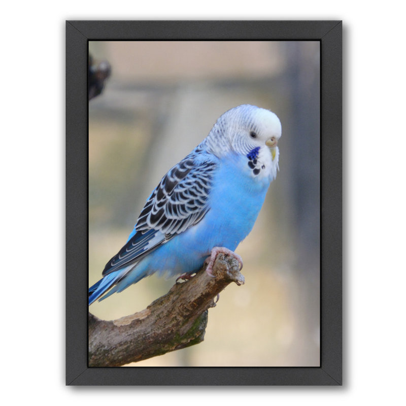 blue budgie bird
