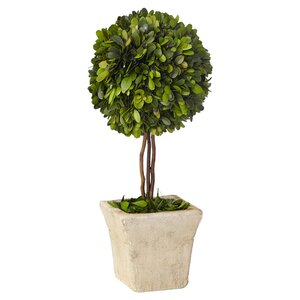 Boxwood Topiary in Pot