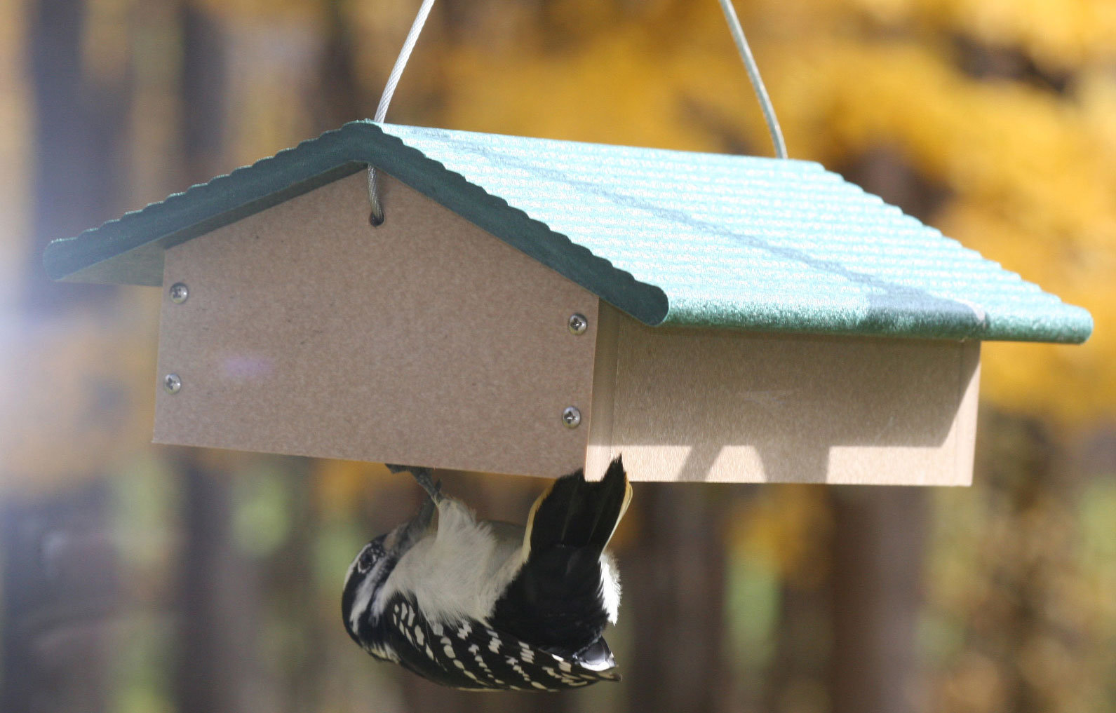 Birds Choice Recycled Upside Down Single Suet Bird Feeder Wayfair