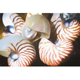 Nautilus Shell Wall Art Wayfair Nautilus Shell Wall Art Wayfair