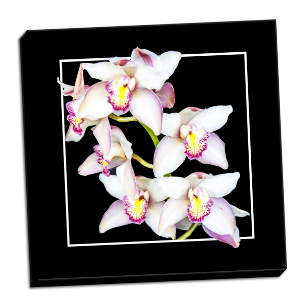 Bay Isle Home Orchids On Black Ii Photographic Print On Wrapped Canvas Wayfair