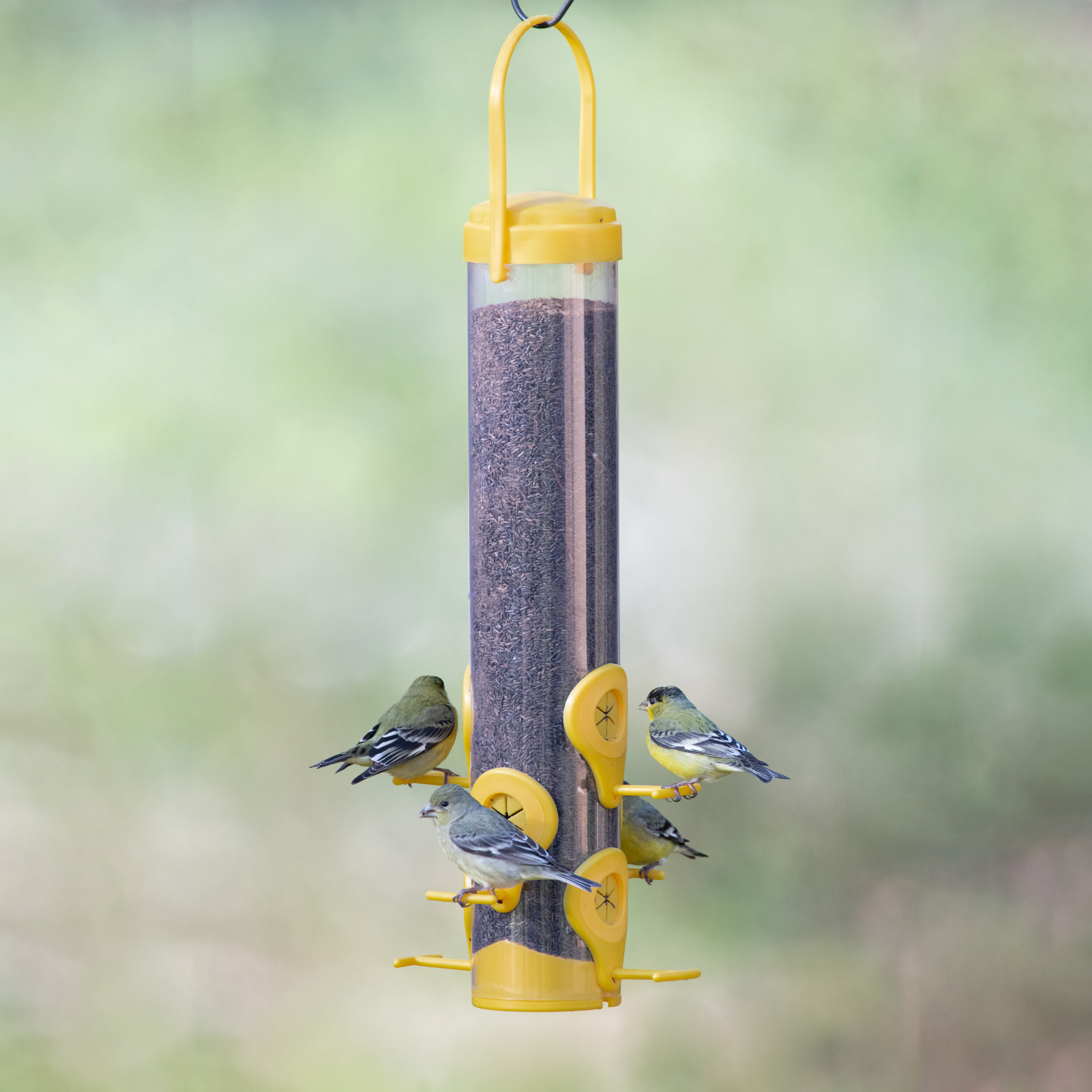 long finch feeder