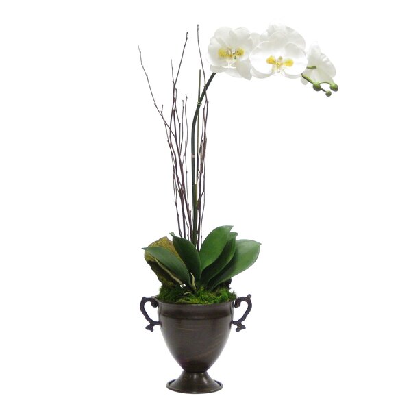 Bloomsbury Market Orchid Floral Arrangement in Pot 