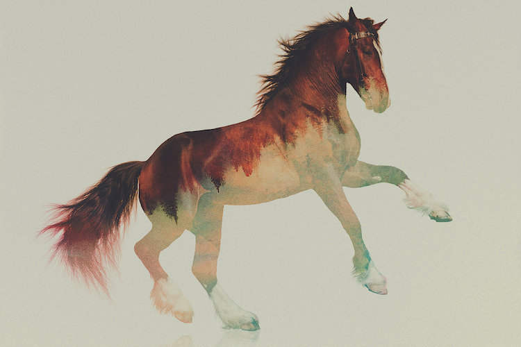 East Urban Home Horse Ii By Andreas Lie Graphic Art On Wrapped