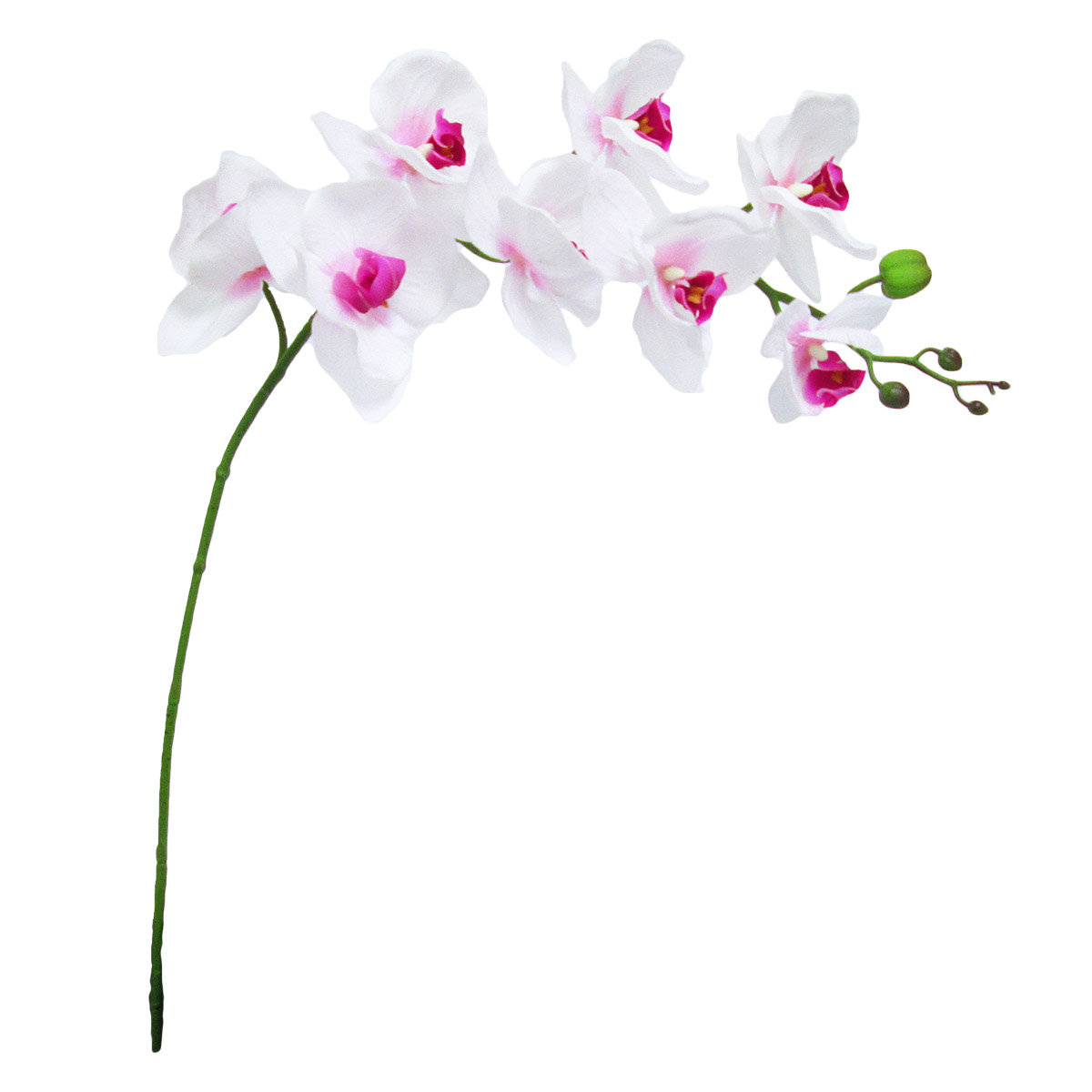 World Menagerie Natural Phalaenopsis Orchid Stem Wayfair