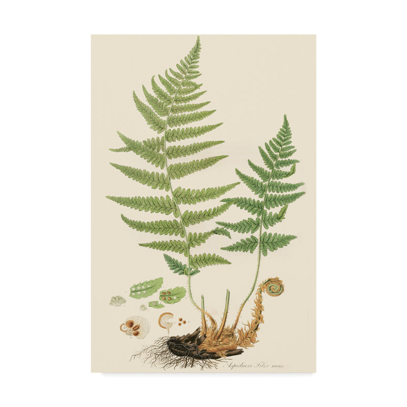 Charlton Home Ferns Ii Acrylic Painting Print On Wrapped Canvas