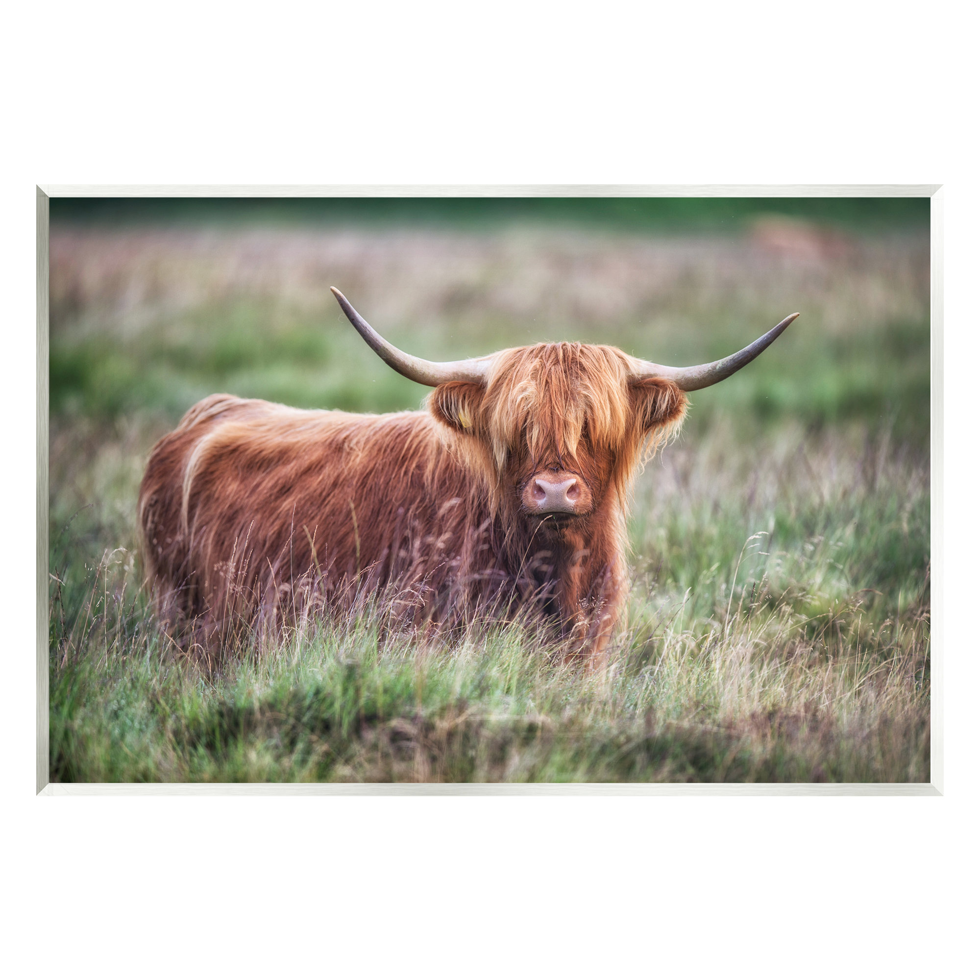 Stupell Industries Highland Longhorn Cattle Grazing Rural Countryside ...