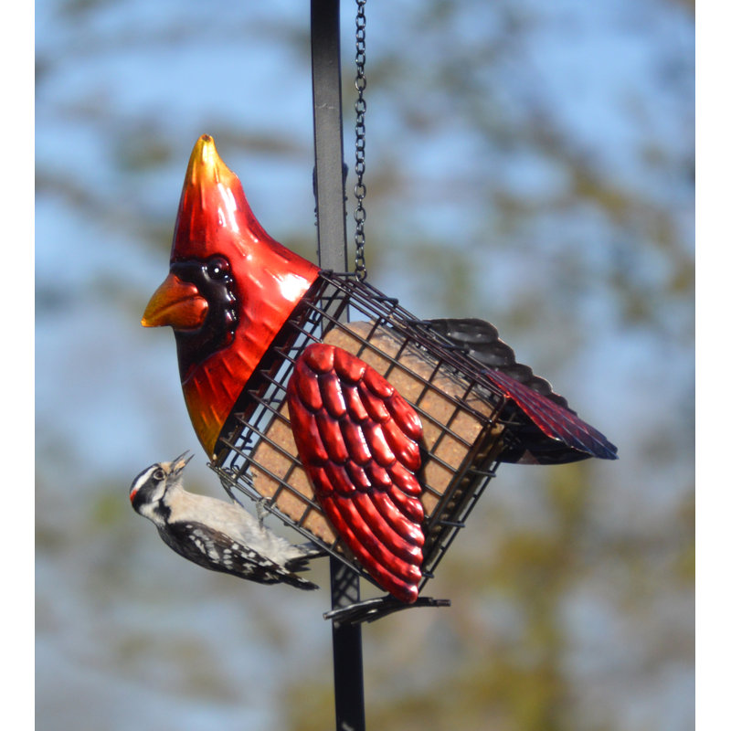 Gift Essentials Cardinal Suet Bird Feeder Wayfair