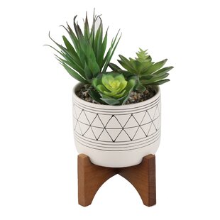 View Succulent Plant in