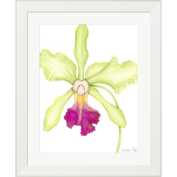 Evive Designs Orchid Beauty Iii By Jennifer Goldberger Framed Painting Print Wayfair