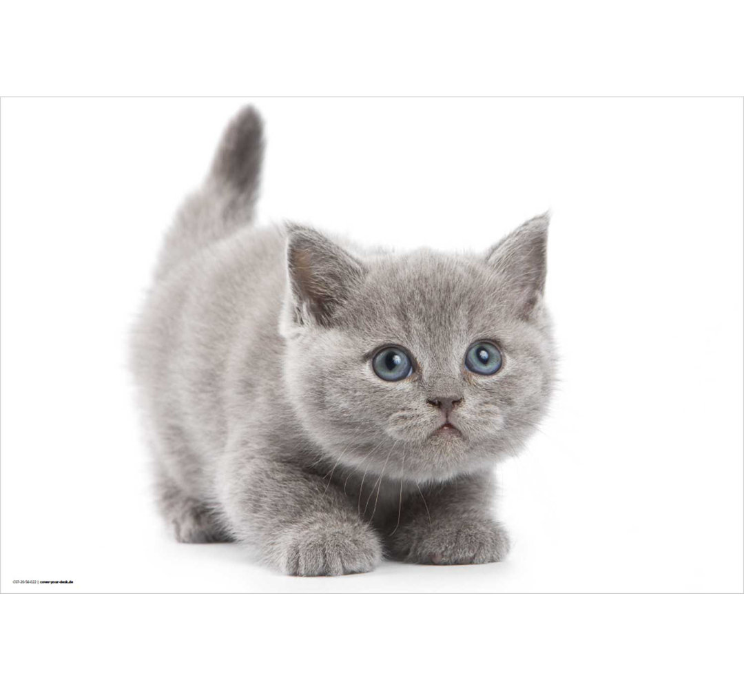 cover-your-desk.de Schreibtischunterlage Sweet Grey Cat 