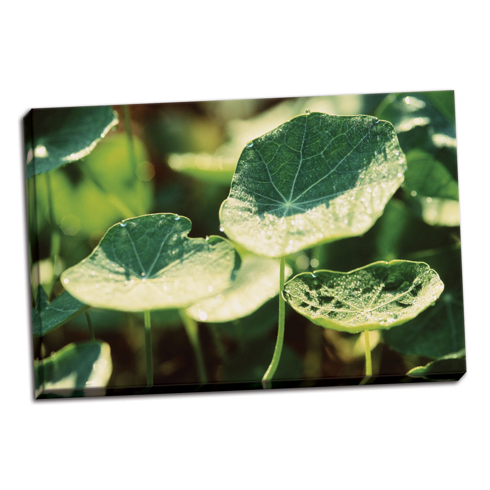 Bay Isle Home Nasturtium Leaves Photographic Print On Wrapped Canvas Wayfair,Granny Square Patterns Blanket