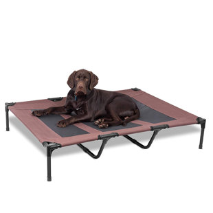 pet cot near me