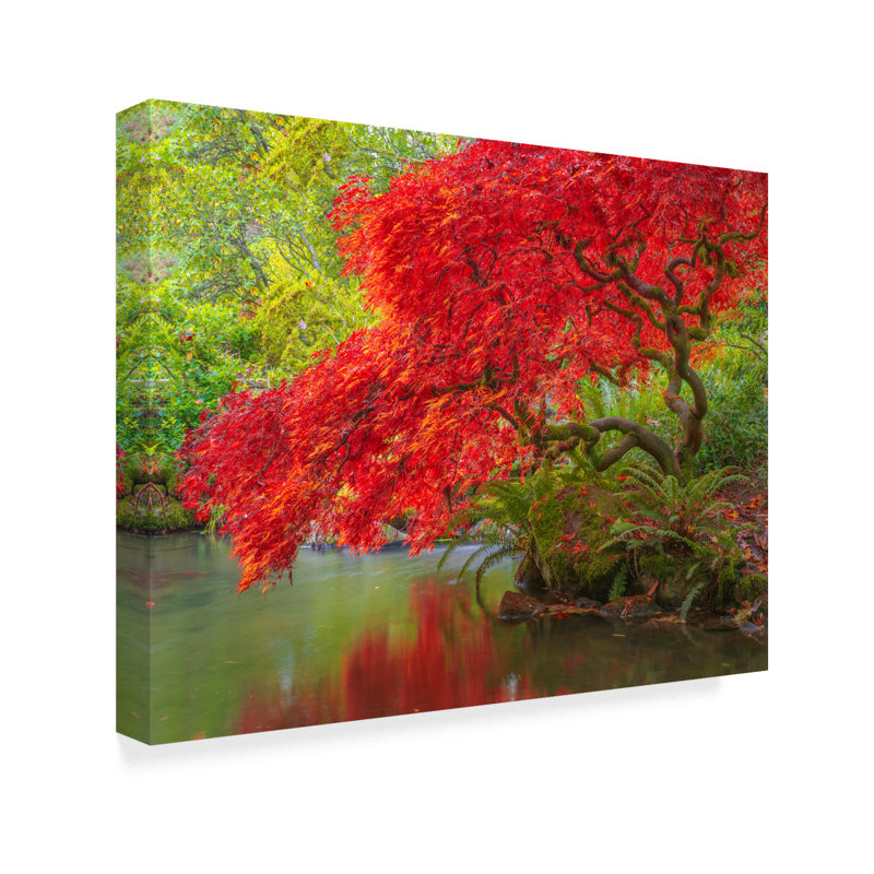 Trademark Art Japanese Maple Over Water Photographic Print On Wrapped Canvas Reviews Wayfair Ca