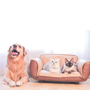 leather sofa dog friendly