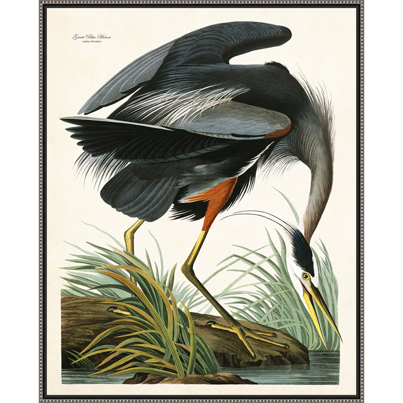 Ashton Wall Decor Llc Great Blue Heron Framed Painting Print On Wrapped Canvas Wayfair