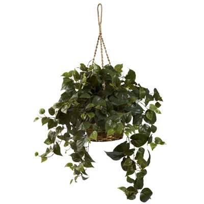 Alcott Hill Philo Hanging Plant in Basket