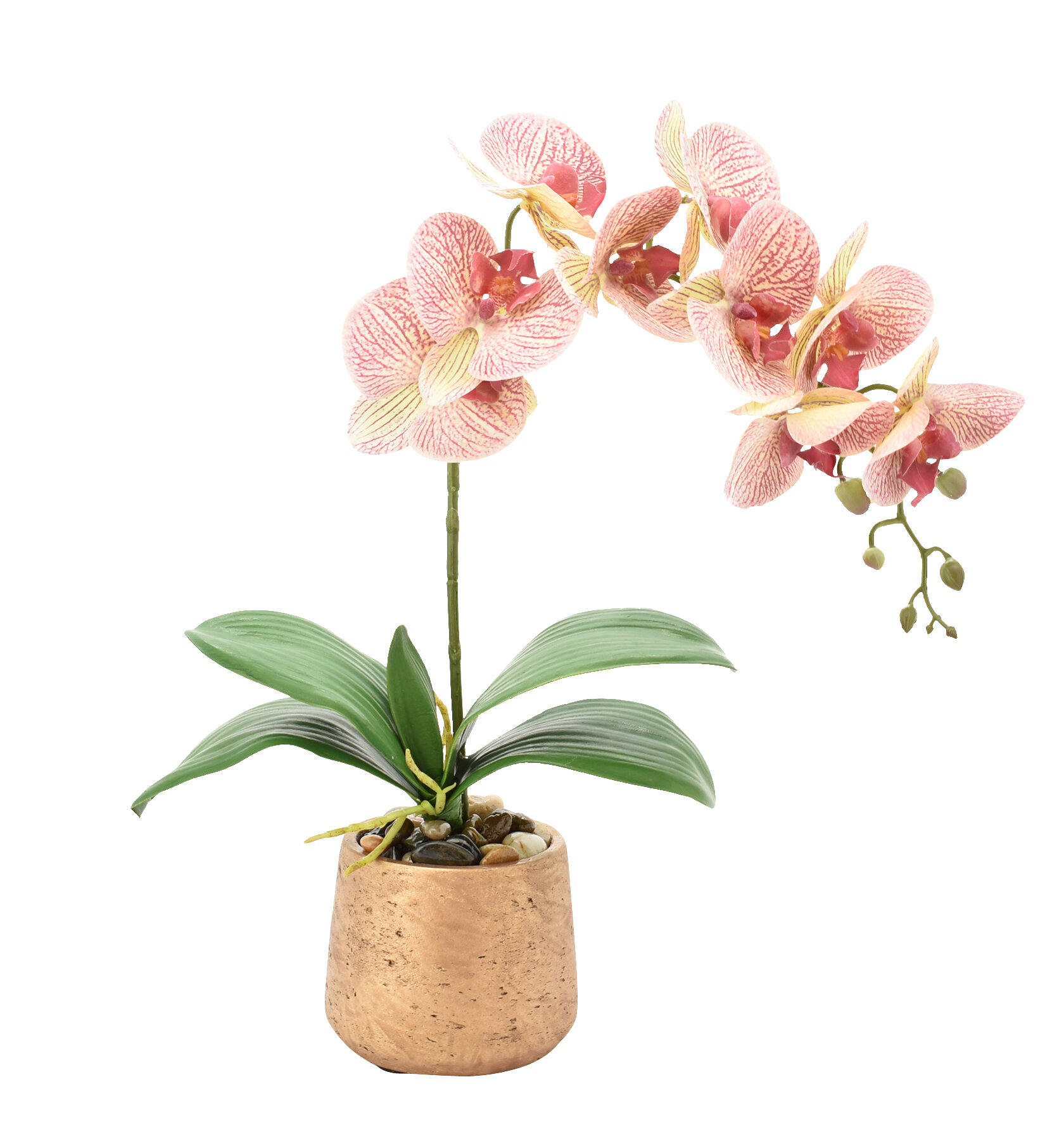 Bloomsbury Market Phalaenopsis Orchids Floral Arrangement In Pot Reviews Wayfair