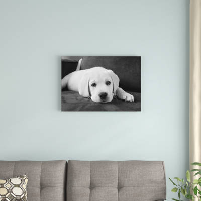Kim Levin Bentley Animal Dog Pug Photograph Black and White Print Poster 11×14