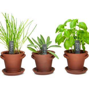 Kitchen Herb Garden Wayfair Rustic Charm Herb Trio Growing Kit By Window Garden