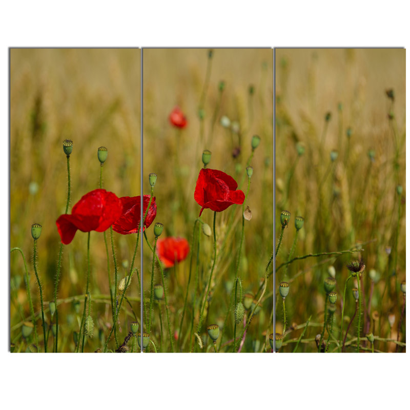 Designart Red Poppy Flower Field Background 3 Piece Photographic Print On Wrapped Canvas Set Wayfair