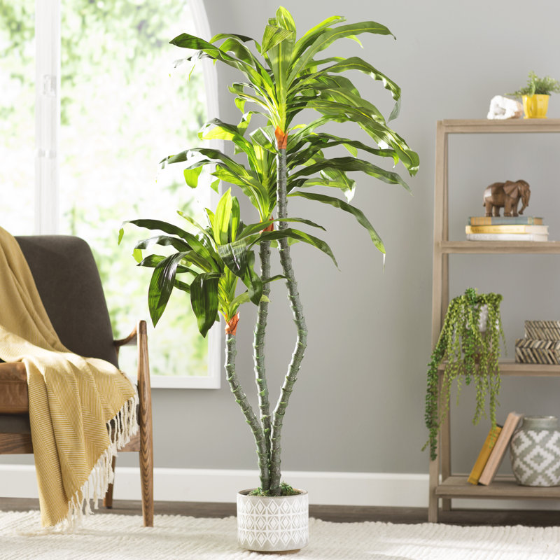 Bungalow Rose Artificial Dracaena Floor Plant in Tapered