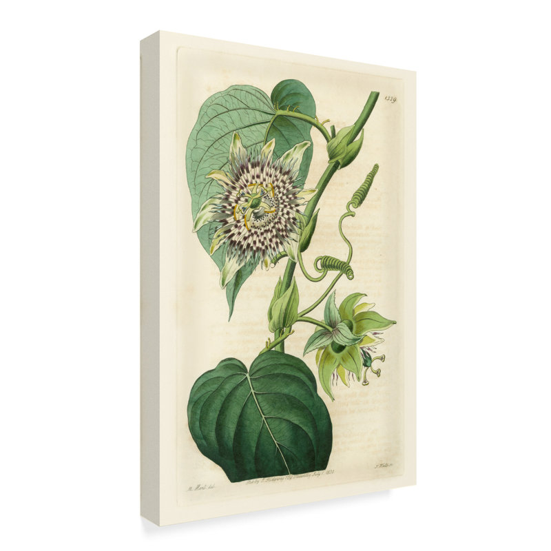 East Urban Home Antique Passionflower I Acrylic Painting Print