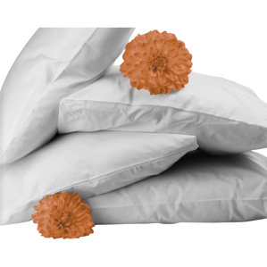 Featherfull 95/5 Feather and Down Standard Pillow (Set of 4) by Bicor