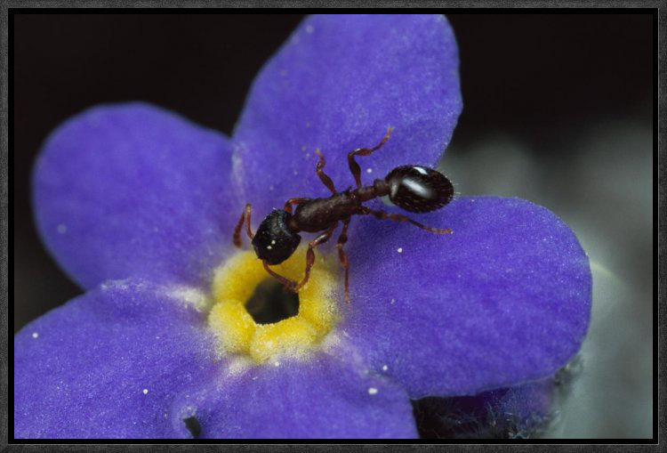 East Urban Home Ant With Pollen Enters Alpine Forget Me Not Flower Colorado Photographic Print Wayfair East Urban Home Ant With Pollen Enters Alpine Forget Me Not Flower Colorado Photographic Print Wayfair
