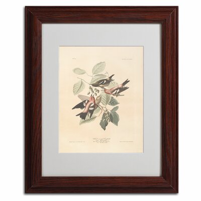 Trademark Art "White-Winged Crossbill" By John James Audubon Matted ...