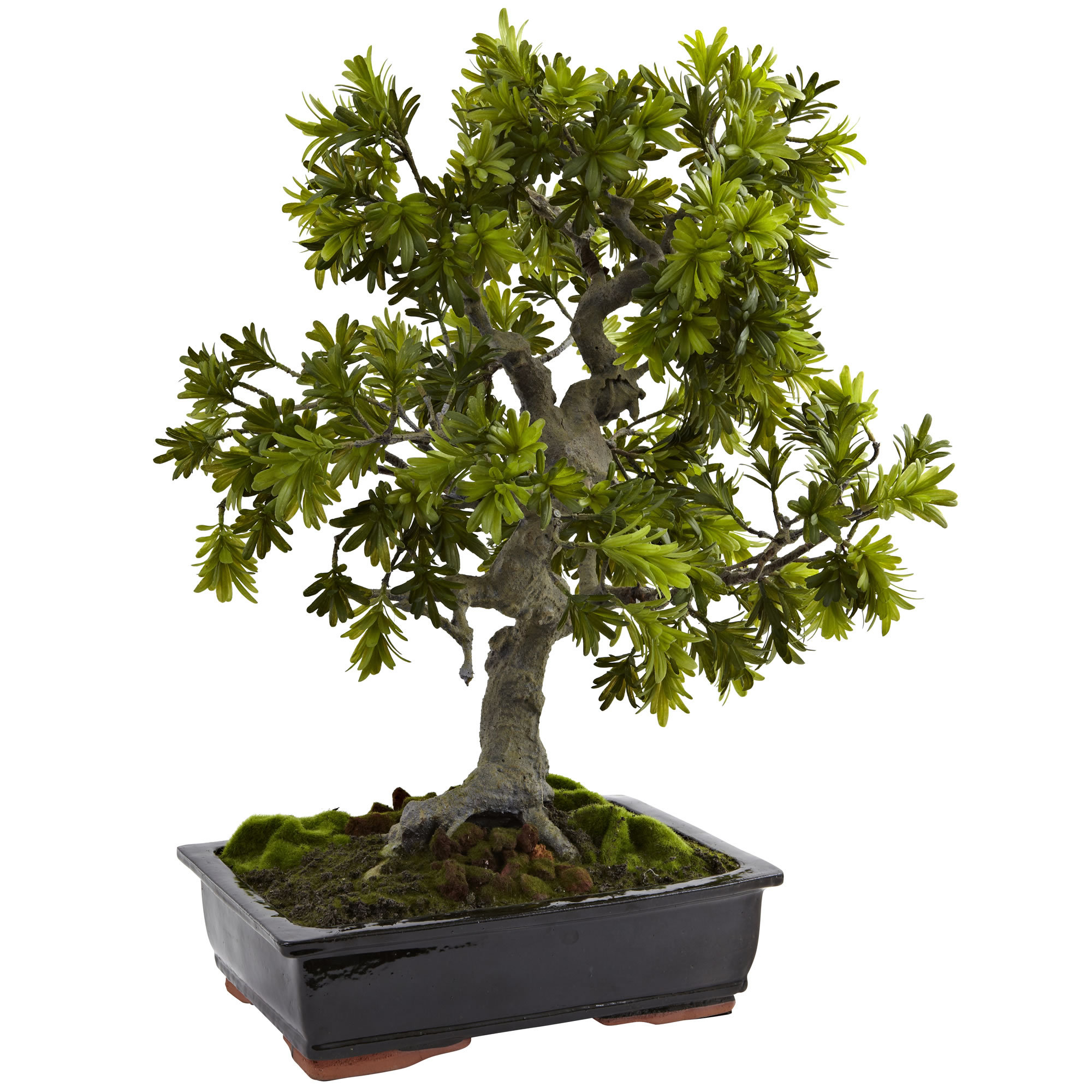 Nearly Natural Giant Podocarpus Bonsai in Planter 810709025552 eBay