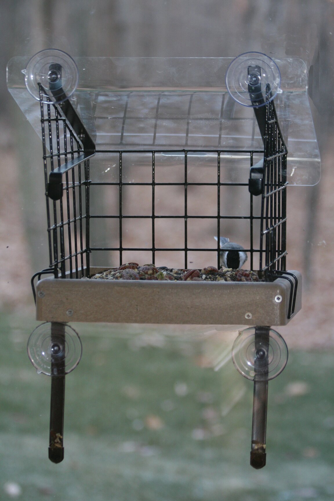 best suet feeder for birds