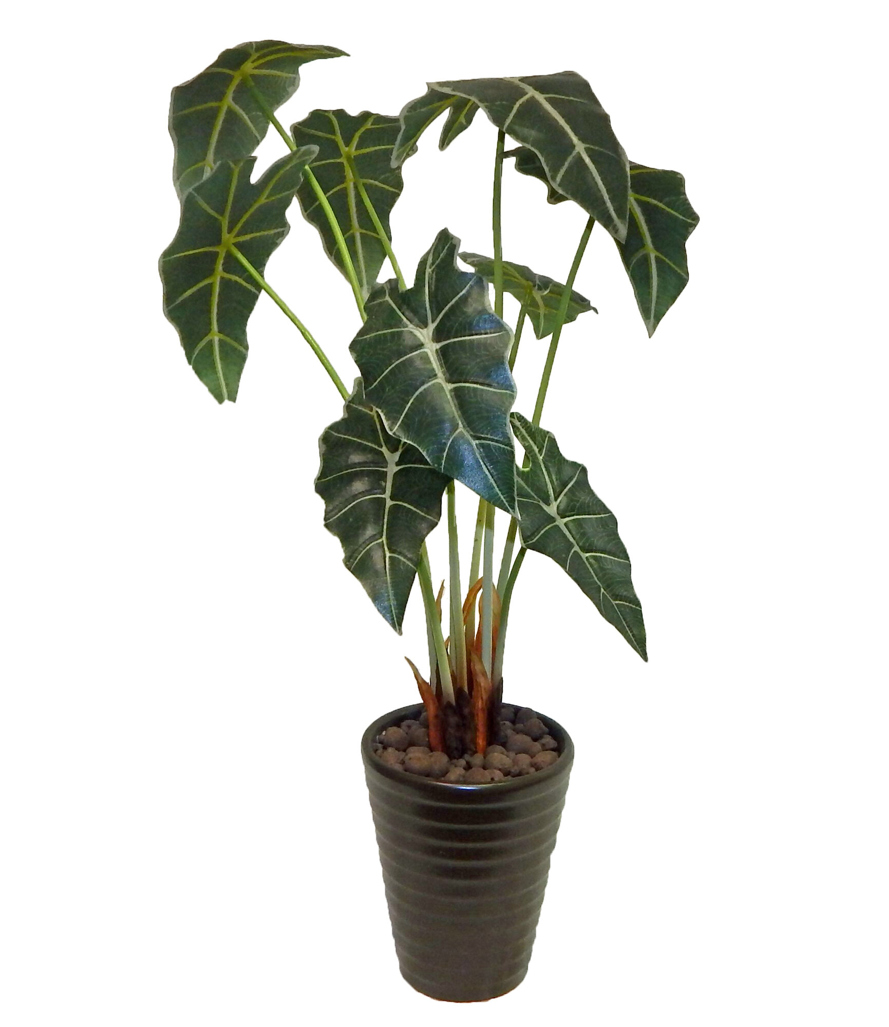  Bay  Isle Home Tropical Alocasia Foliage Plant  in Pot  eBay