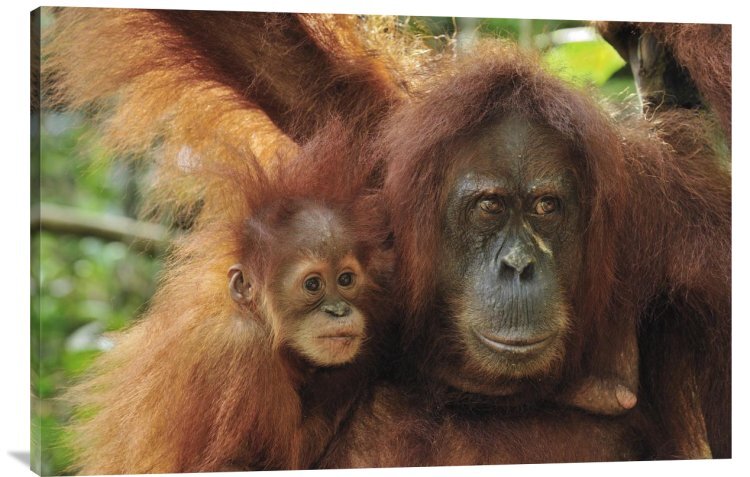 有關以下物品的詳細資料: sumatran orangutan mother with young