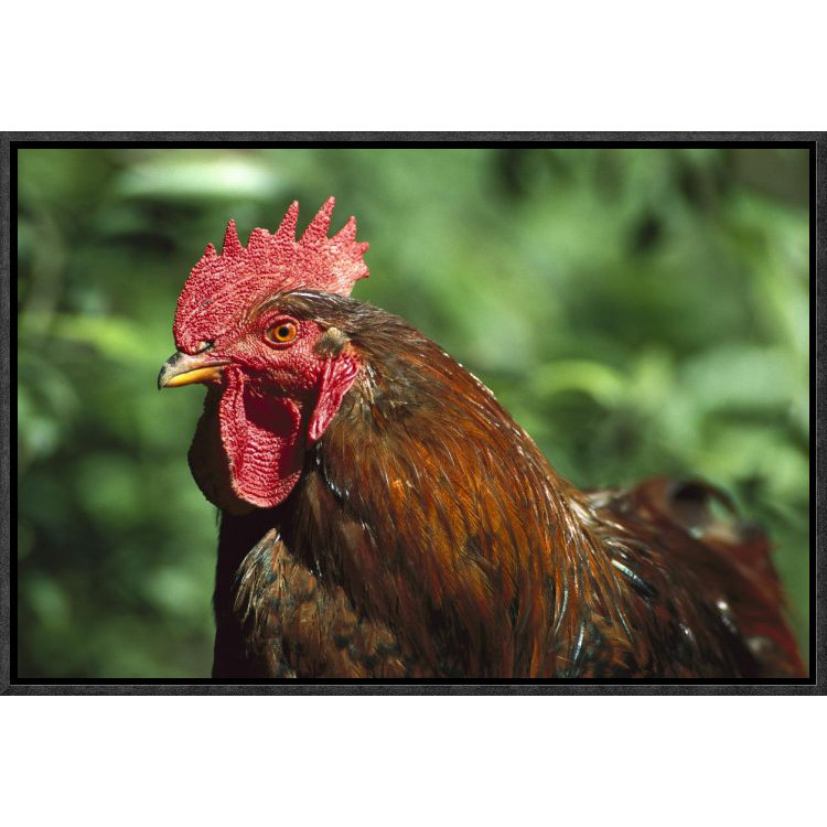 domestic chicken rooster, northern germany framed