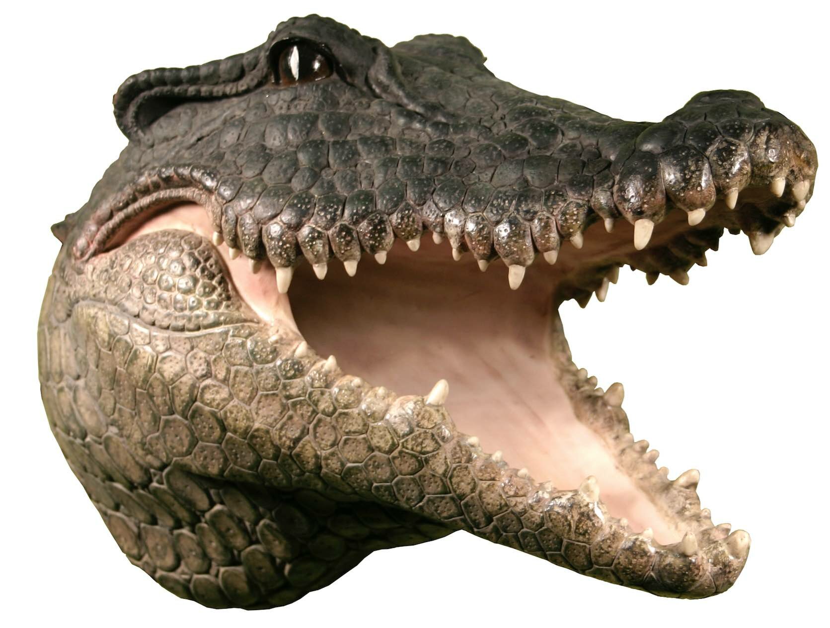 Морда крокодила
