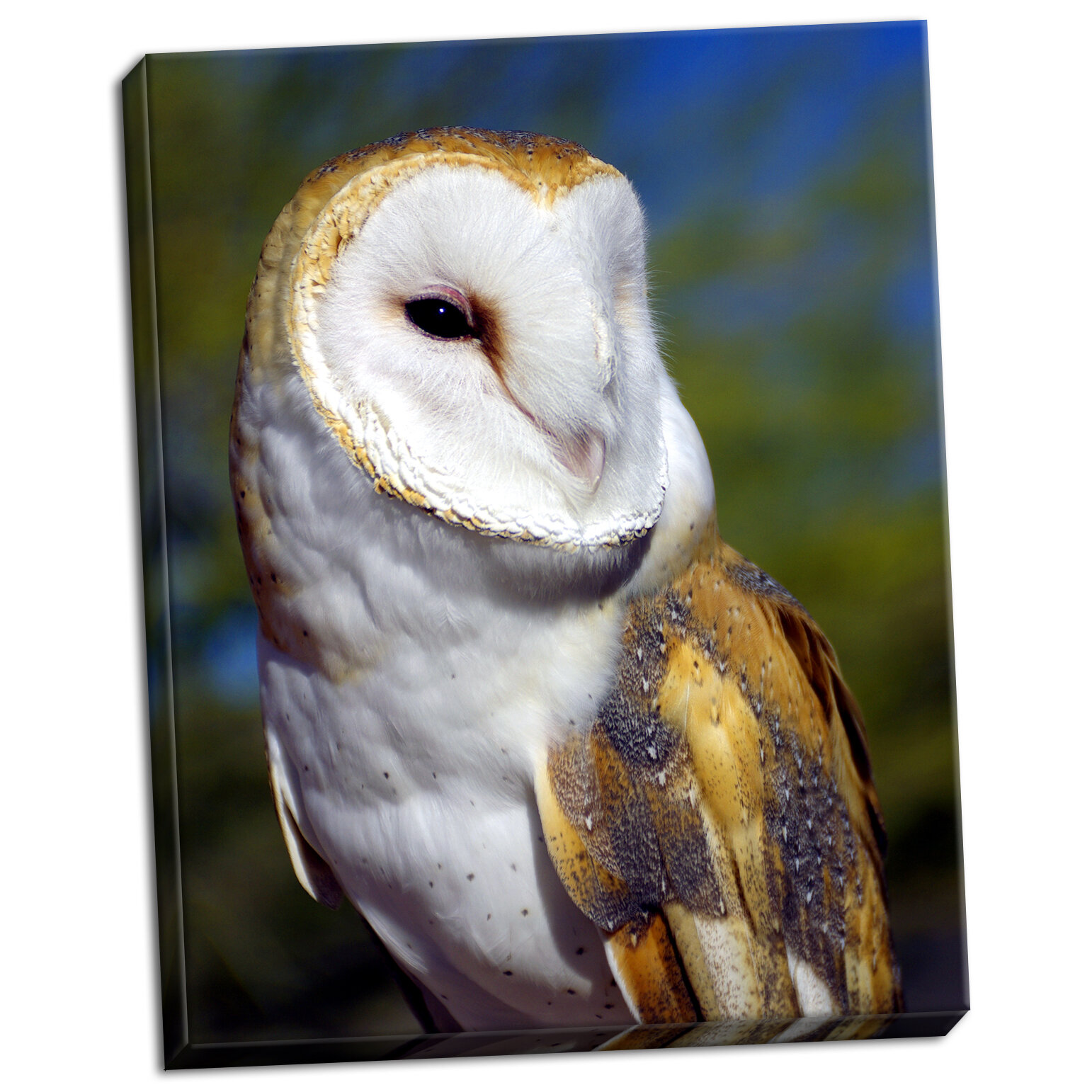 Ebern Designs Barn Owl Photographic Print On Wrapped Canvas Ebay