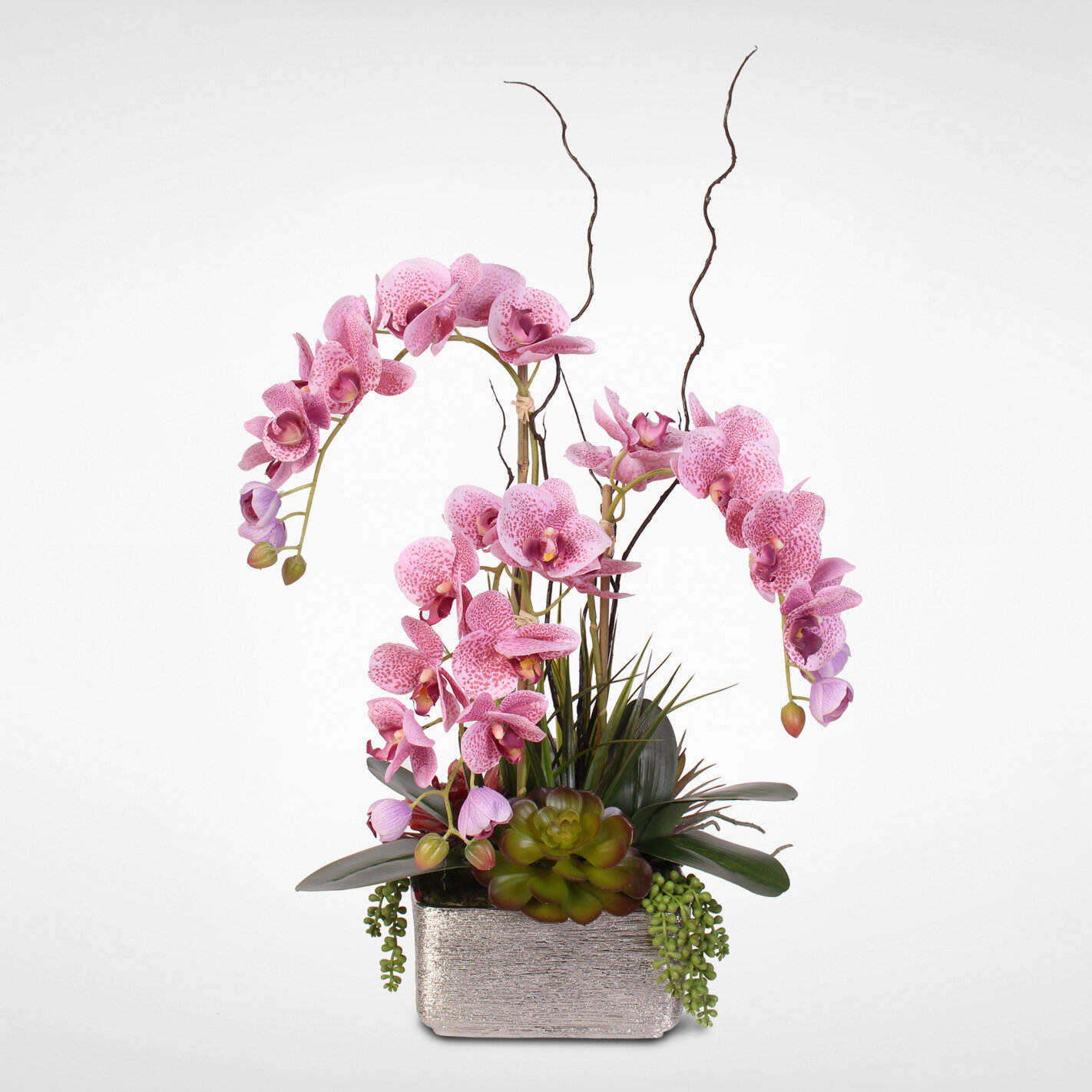 Суккулент Орхидея
