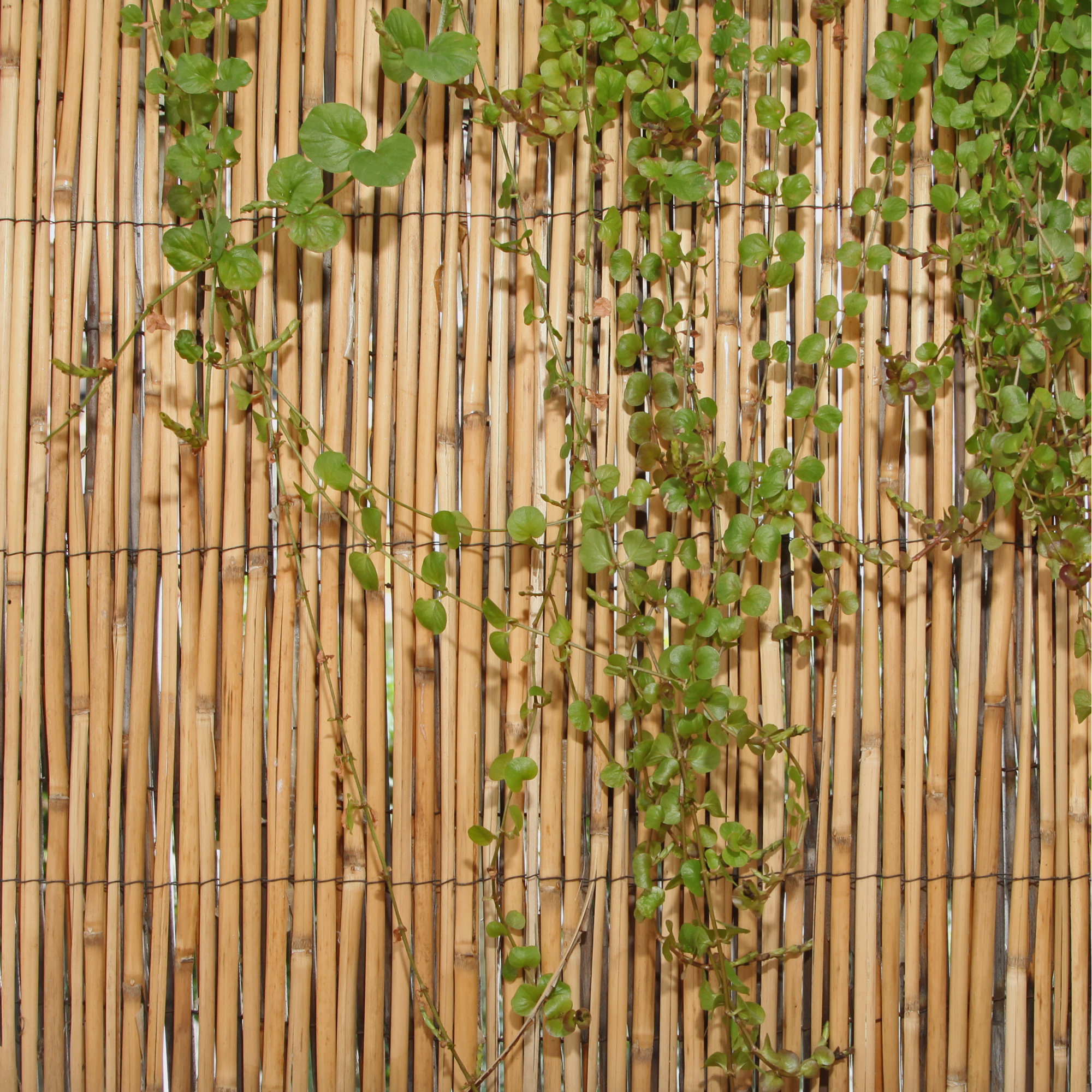 Backyard X Scapes 6 Ft H X 16 Ft W Peeled Reed Fencing