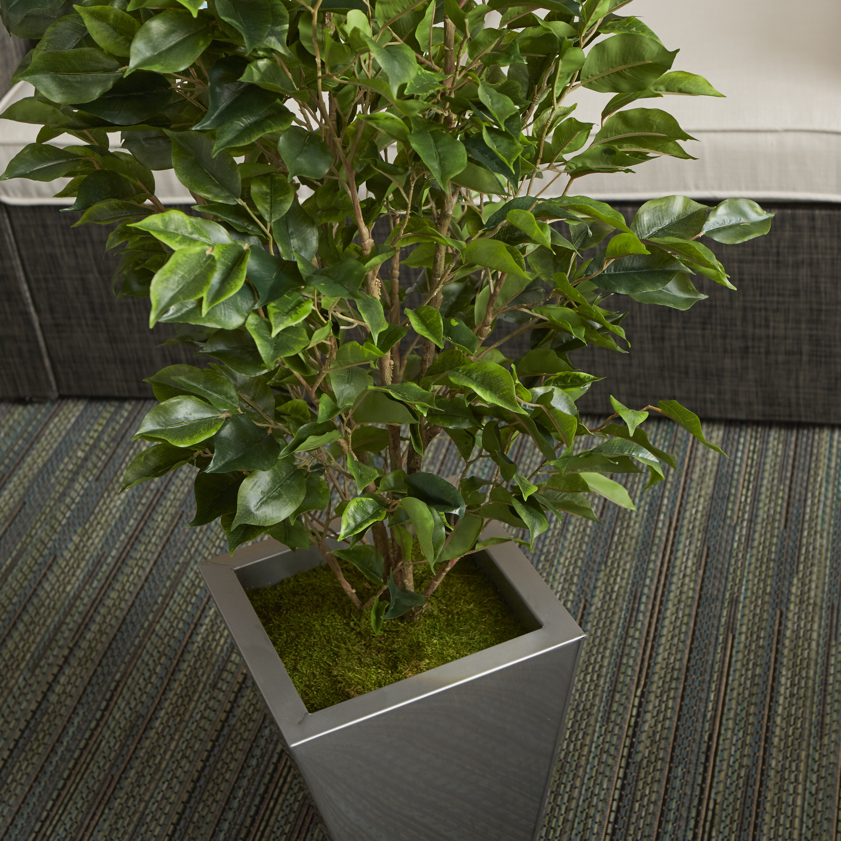 House of Silk Flowers Ficus Tree in Planter & Reviews Wayfair