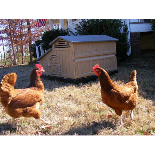 Formex Standard Chicken Coop & Reviews Wayfair