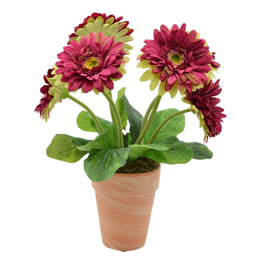 Gerbera Daisy Flowers in Pot | Joss & Main