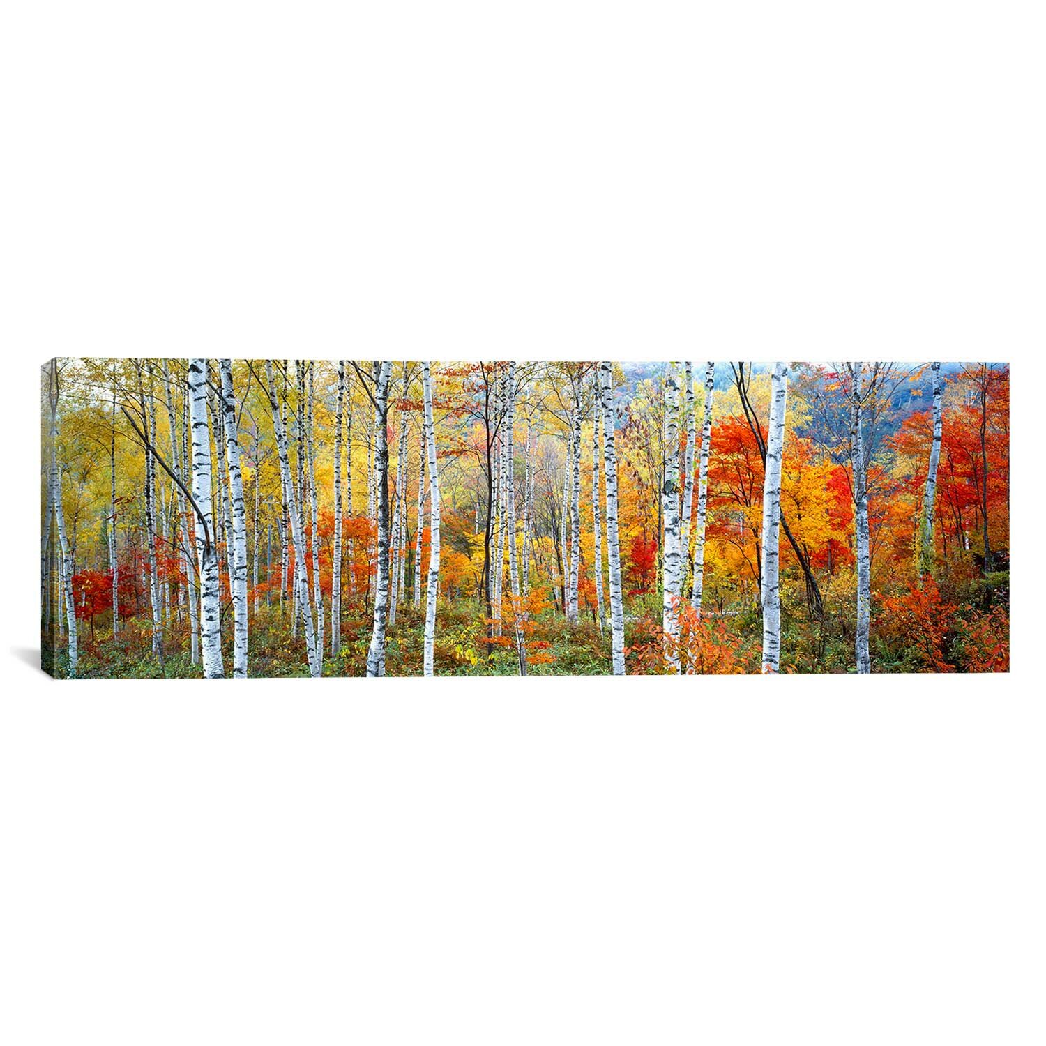 East Urban Home 'Fall Trees, Shinhodaka, Gifu, Japan' Photographic Print on Canvas & Reviews ...